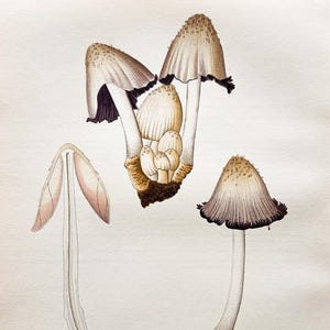 Antike Pilz-Lithografie von 1956 / Coprinus atramentarius (Grauer Faltentintling) / Vintage Pilz Illustration