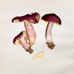 Litografia antica di un fungo del 1956 / Russula sardonia (la Russula sardonica) / Illustrazione d'epoca di un fungo