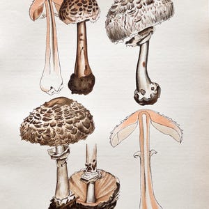 Litografia antica di un fungo del 1956 / Lepiota rhacodes (Lepiota rhacodes) / Illustrazione d'epoca di un fungo