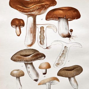 Litografia antica di un fungo del 1956 / Russula fellea / foetens / sardonia (specie di Russula) / Illustrazione di un fungo d'epoca