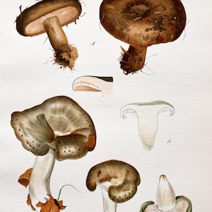 Litografia antica di funghi del 1956 / Lactarius turpis – Lactarius blennius (Ugly Milkcap & Slimy Milkcap) / Illustrazione di funghi vintage