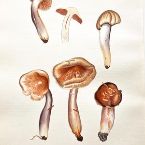 Litografia antica di funghi del 1956 / Cortinarius elatier (Webcap) / Illustrazione di funghi d'epoca