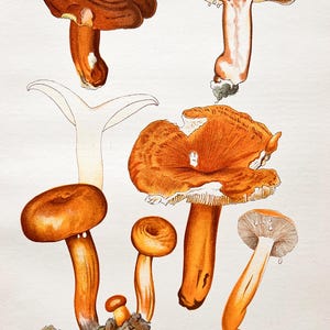 Litografia antica di un fungo del 1956 / Lactarius volemus (Lattario piangente) / Illustrazione di un fungo d'epoca