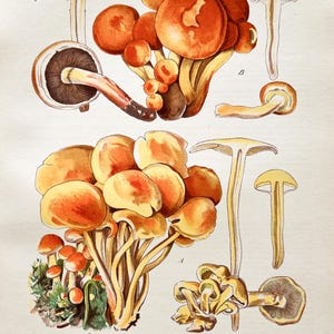 Litografia antica di un fungo del 1956 / Hypholoma fasciculare (ciuffo di zolfo) / Illustrazione di un fungo d'epoca