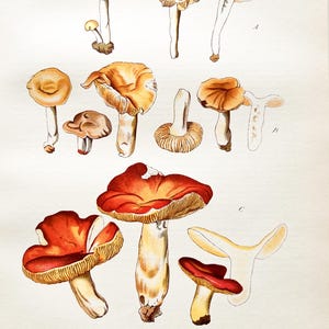 Litografia antica di funghi del 1956 / Russula vitellina, Russula chamaeleontina e Russula aurata / Illustrazione di funghi vintage
