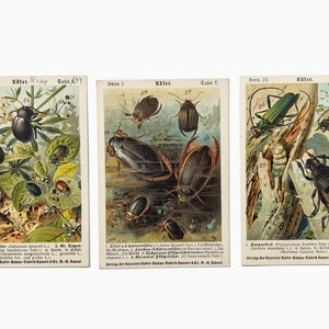 Set of 3 Antique Chromolithographs 1900 | Beetles Insects Trade Cards