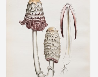Shaggy Ink Cap | Antique Lithograph | Coprinus comatus | Vintage Mushroom Illustration