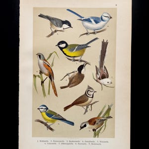 1905 Meisen & Bartmeise – Antike Lithografie | Ornithologischer Druck