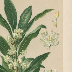 Noble laurel tree (Laurus nobilis L.) – Antique lithograph from 1894