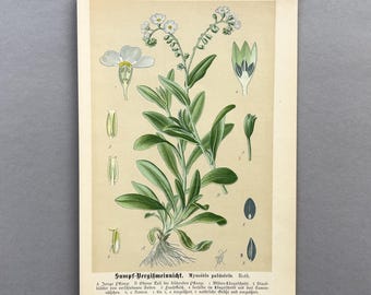 1894 Marsh Forget  Me Not – Antique Lithograph – Myosotis palustris