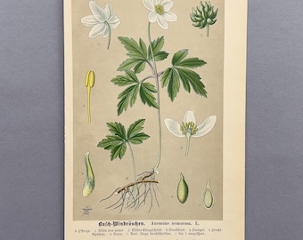 Houtanemoon 1894 – antieke lithografie | Botanische originele afdruk