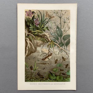 May include: A vintage botanical print featuring a detailed illustration of aquatic plants, insects, and butterflies. The artwork showcases a variety of flora and fauna, with vibrant colors and intricate details. The text at the bottom reads "DEUTSCHE WASSERWANZEN UND WASSERLÄUFER."