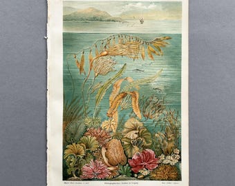 1890 – Alghe / Cromolitografia originale antica / Stampa botanica marina
