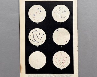 1898 – Bakterien | Antike wissenschaftliche Chromolithografie | Historische Mikroskopie Illustration