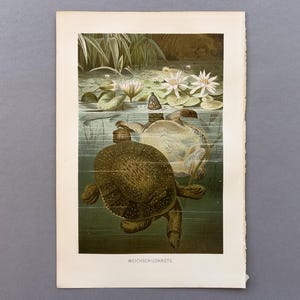 Weichschildkröte – Antike Chromolithografie 1892 | Vintage Druckgrafik