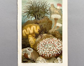 1890 – Anémonas de mar / Cromolitografía antigua original / Grabado de vida marina