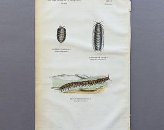 1857 – Millepiedi e centopiedi / Litografia zoologica antica colorata a mano
