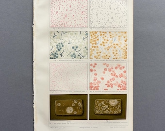 1890 – Bacteria | Antique Original Chromolithograph | Microbiology Print