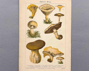 1894 – Grzyby jadalne | Antyczna chromolitografia | Oryginalny druk botaniczny