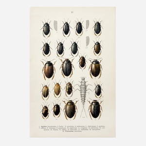 Antike Käfer Lithografie von 1908 | Schwimmkäfer (Agabus & Platambus) | Vintage Insektenillustration