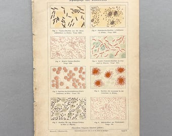 1894 – Bacteria (Schizomycetes) | Antique Chromolithograph | Scientific Original Print