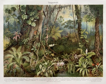 1905 – Tropical Rainforest | Antique Original Chromolithograph | Historical Botanical Illustration