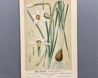 1894 – Weiße Narzisse – Antike original Lithografie – Vintage Pflanzendruck Druck