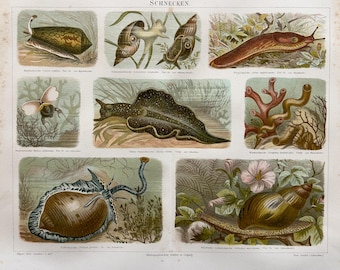 1890 – Snails | Antique Original Chromolithograph | Zoological Print
