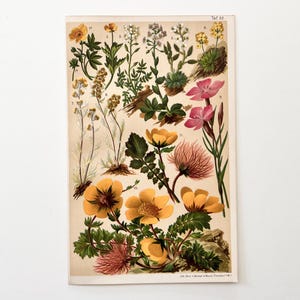 Rose, mustard, pink families  – Vintage chromolithograph 1904 – Botanical original print