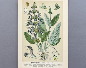1894 – Wiesen-Salbei – Antike original Lithografie – Botanischer Druck (Salvia pratensis)