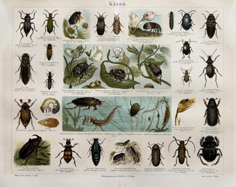 1890 – Skalbaggar | Antik originalkromolitografi | Insektstryck