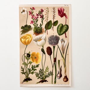 Alpine Flora with Wintergreen – Vintage chromolithograph 1904 – Botanical original print