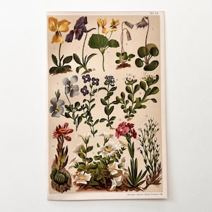 Alpine Flora – Vintage chromolithograph 1904 – Botanical original print