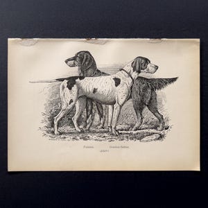 Pode incluir: Uma ilustração antiga em preto e branco de dois cães, um Pointer e um Gordon Setter, lado a lado. O Pointer tem manchas pretas em um pelo branco. A ilustração está em papel envelhecido com o texto "Pointer, Gordon-Setter. (XXIV)".