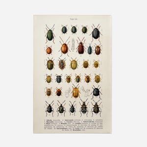 May include: Vintage botanical print featuring a collection of colorful beetles. The print showcases various species in shades of green, orange, brown, and black, with detailed illustrations and scientific names. The text "Table 135" is visible at the top.
