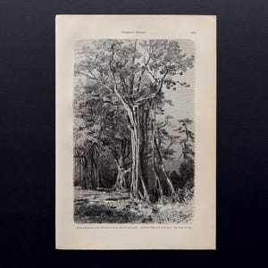 1888 Ficus benjamina (Higuera llorona) – Grabado antiguo en madera / Ilustración botánica vintage