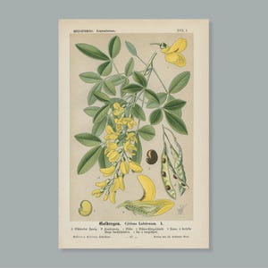 キバナム (Cytisus Laburnum) – 1894 年のアンティーク リトグラフ