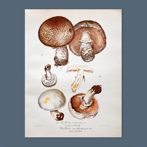 Litografia antica di funghi del 1956 / Psalliota angusta e Psalliota xanthoderma / Illustrazione di funghi vintage