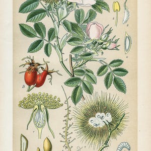 1894 / Rosa selvatica (Rosa canina) / Litografia originale antica / Illustrazione botanica