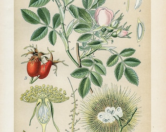 1894 | Wild Rose (Rosa canina) | Antique Original Lithograph | Botanical Illustration