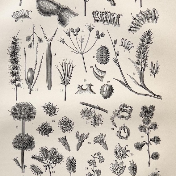 アンティーク　版画日本画 花・植物・果実の絵 4点セット アンティーク木版画｜ヴィンテージ植物画｜鉤状の果実 - Etsy 日本