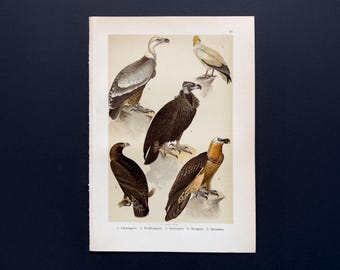 1905年 アヒルの種類 – アンティークリトグラフ – 鳥類学の版画