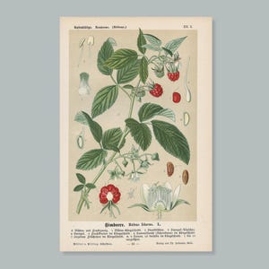 黒ポプラ（Populus nigra） – 1894年のアンティークリトグラフ - Etsy 日本