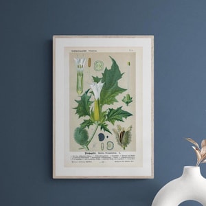 Datura (Datura stramonium L.) – Litografia antica del 1894