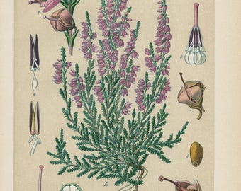 1894 | Heather (Calluna vulgaris Salisbury) | Antique Original Lithograph | Botanical Illustration