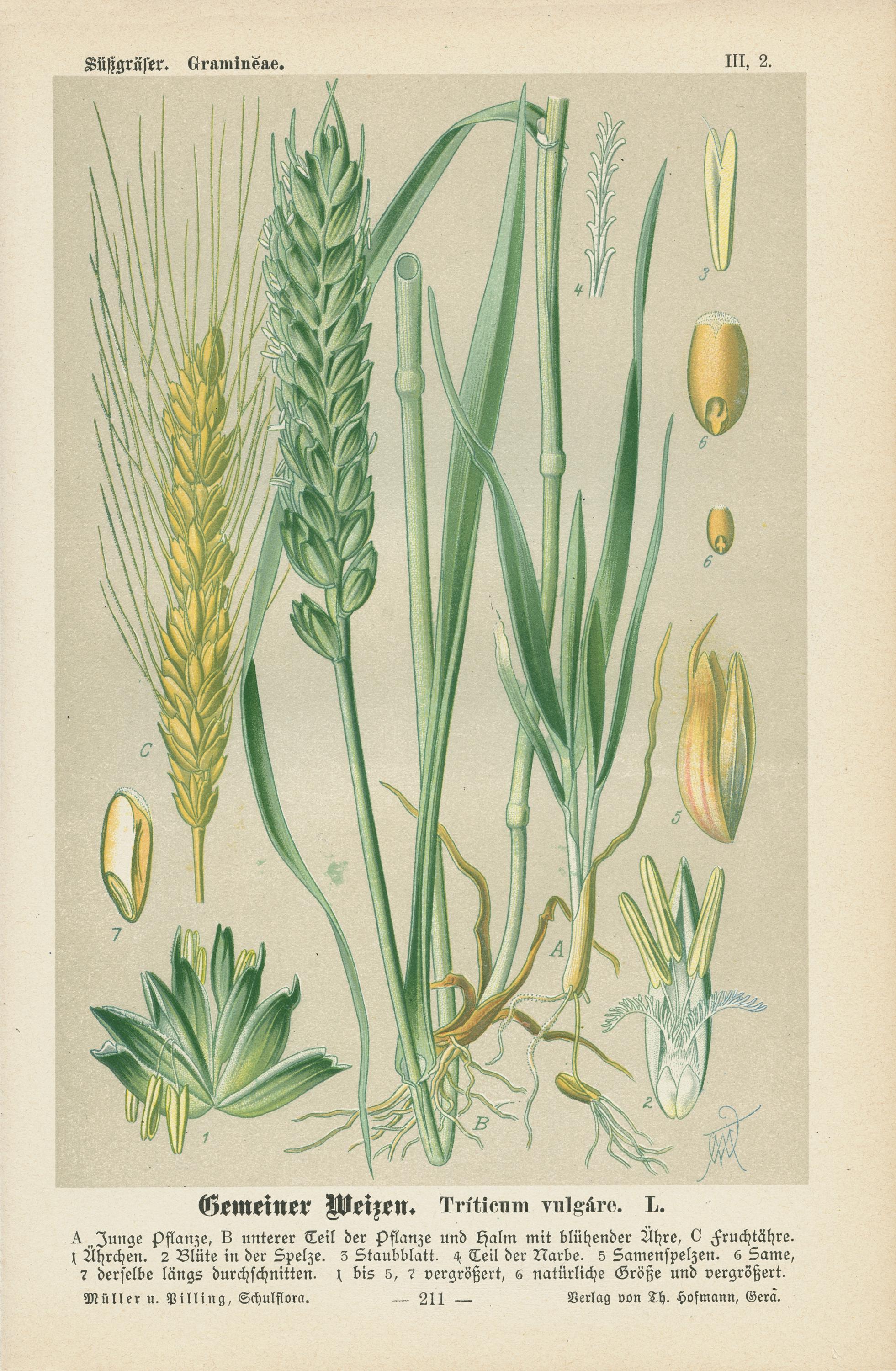 1894 | Common Wheat (triticum Vulgare) | Antique Original Lithograph |  Botanical Illustration - Etsy