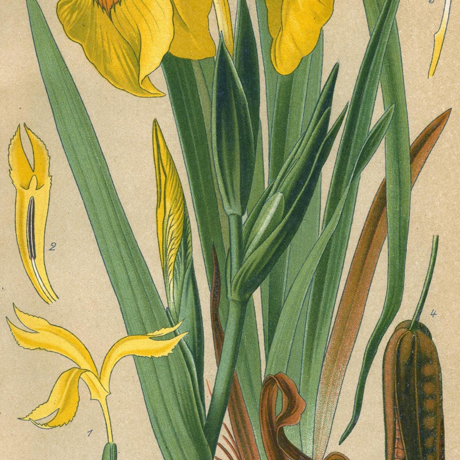 Yellow Iris – Antique Lithograph From 1894 – Vintage Botanical