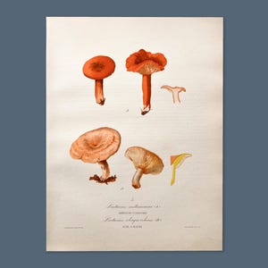 Litografia antica di funghi del 1956 / Lactarius mitissimus e Lactarius lignyotus / Illustrazione di funghi vintage