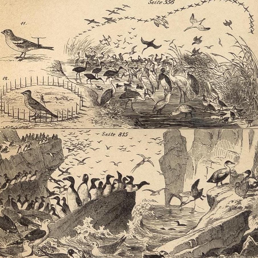 鳥の罠と捕獲方法 – 1905年のアンティークリトグラフ | 鳥類学用図版