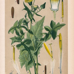 Sonchus oleraceus L. – Litografia antica del 1894